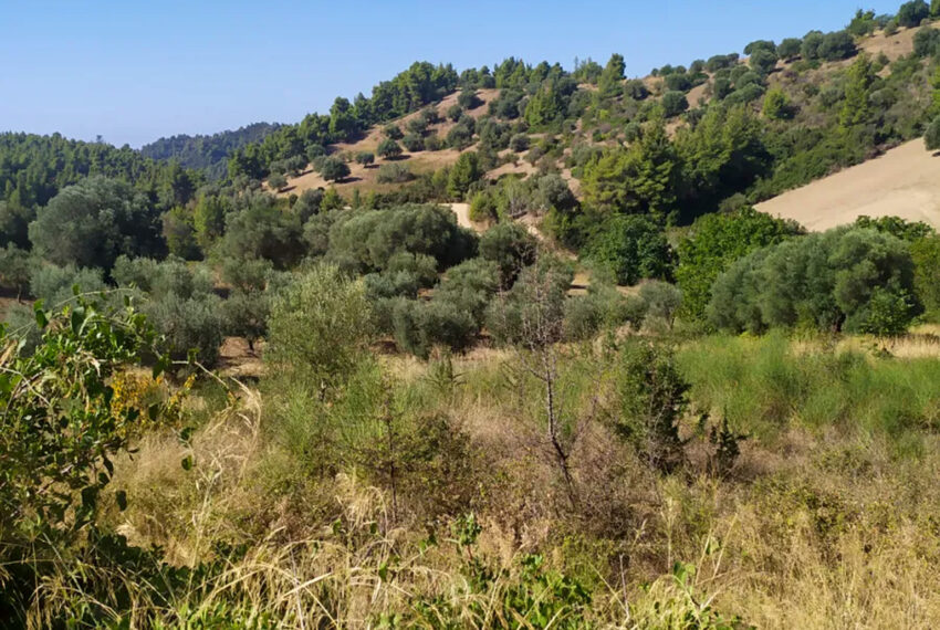 Paliouri2564-2